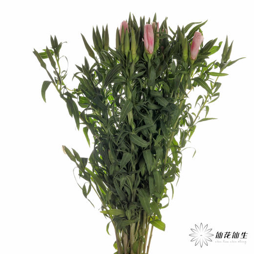 配花 | 古代稀粉色 商品图4