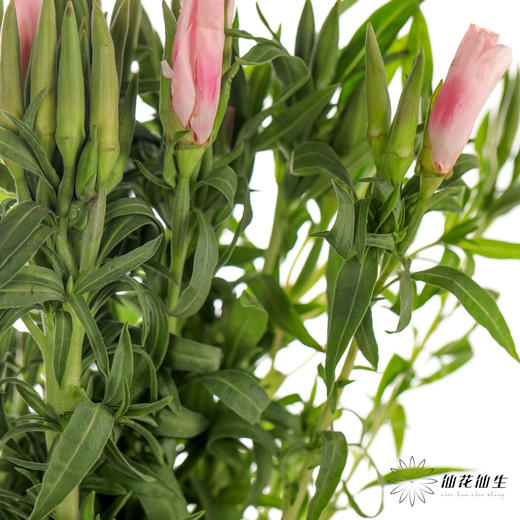 配花 | 古代稀粉色 商品图3