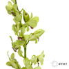 兰花 | 千代兰绿色 商品缩略图0