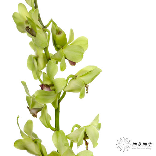 兰花 | 千代兰绿色 商品图0