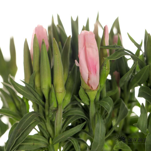 配花 | 古代稀粉色 商品图2