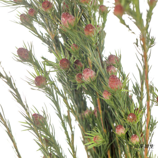 配果 | 澳洲郁金香 商品图2