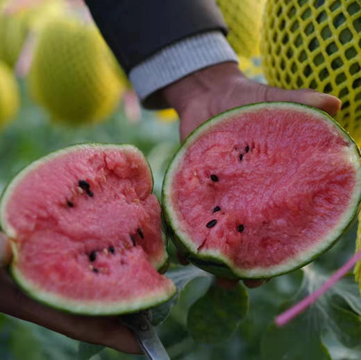 【小糖丸西瓜】甘美2K 小糖丸西瓜 火山小西瓜 个头不大红瓤，肉质脆嫩的西瓜品种，甜度很好！ 商品图4