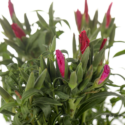 配花 | 古代稀红色 商品图0