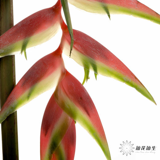 配花 | 蝎尾蕉粉色【折痕、瑕疵不售后】 商品图4