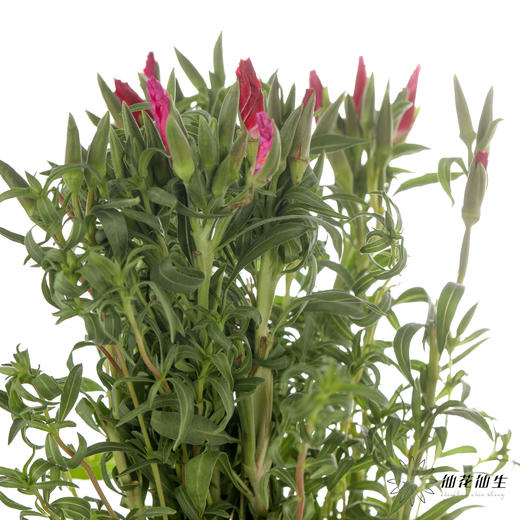 配花 | 古代稀红色 商品图3