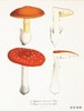 Mushroom Postcards/蘑菇明信片 商品缩略图2