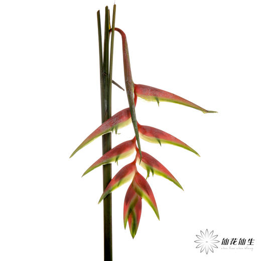 配花 | 蝎尾蕉粉色【折痕、瑕疵不售后】 商品图6