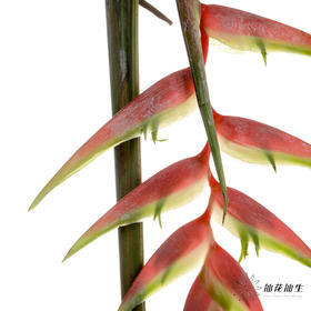 配花 | 蝎尾蕉粉色【折痕、瑕疵不售后】