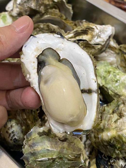 周二取货：【匠心级乳山生蚝(中大蚝）】一箱净重约2.5斤左右（约8-10只）24小时标准净化，又肥又鲜 商品图7