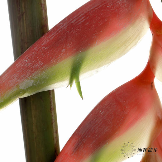 配花 | 蝎尾蕉粉色【折痕、瑕疵不售后】 商品图3