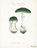 Mushroom Postcards/蘑菇明信片 商品缩略图3