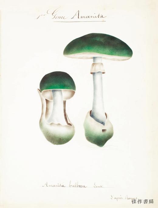 Mushroom Postcards/蘑菇明信片 商品图3