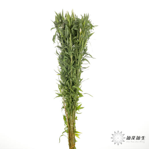 配花 | 古代稀白色 商品图5