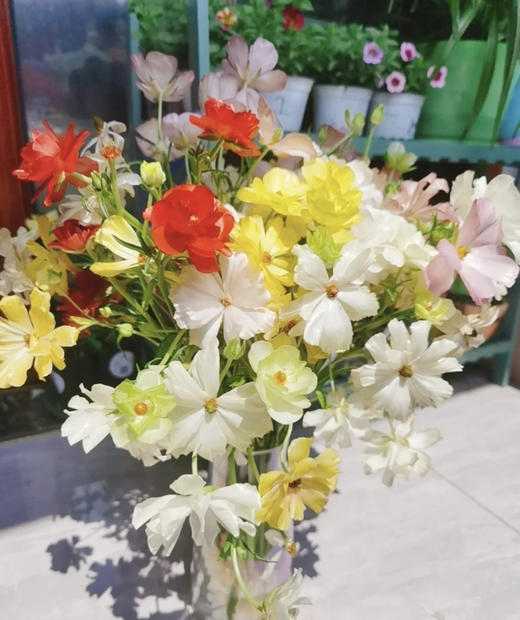 【快乐一生】蝴蝶洋牡丹 多色可选  若干枝/扎 商品图1