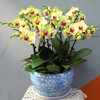 花开富贵-10株黄色蝴蝶兰盆栽开业乔迁居家生日商务送礼书房前台办公室摆放父亲节端午节商务送礼 商品缩略图1