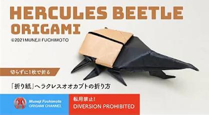 【昆虫】大力士角虫 商品图0