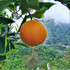 【伦晚橙热销】秭归橙 自然农法种植 宜昌道法自然福慧农场 商品缩略图10
