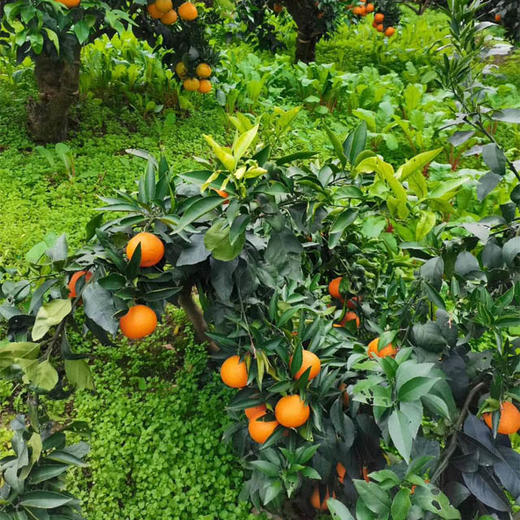 【伦晚橙热销】秭归橙 自然农法种植 宜昌道法自然福慧农场 商品图12