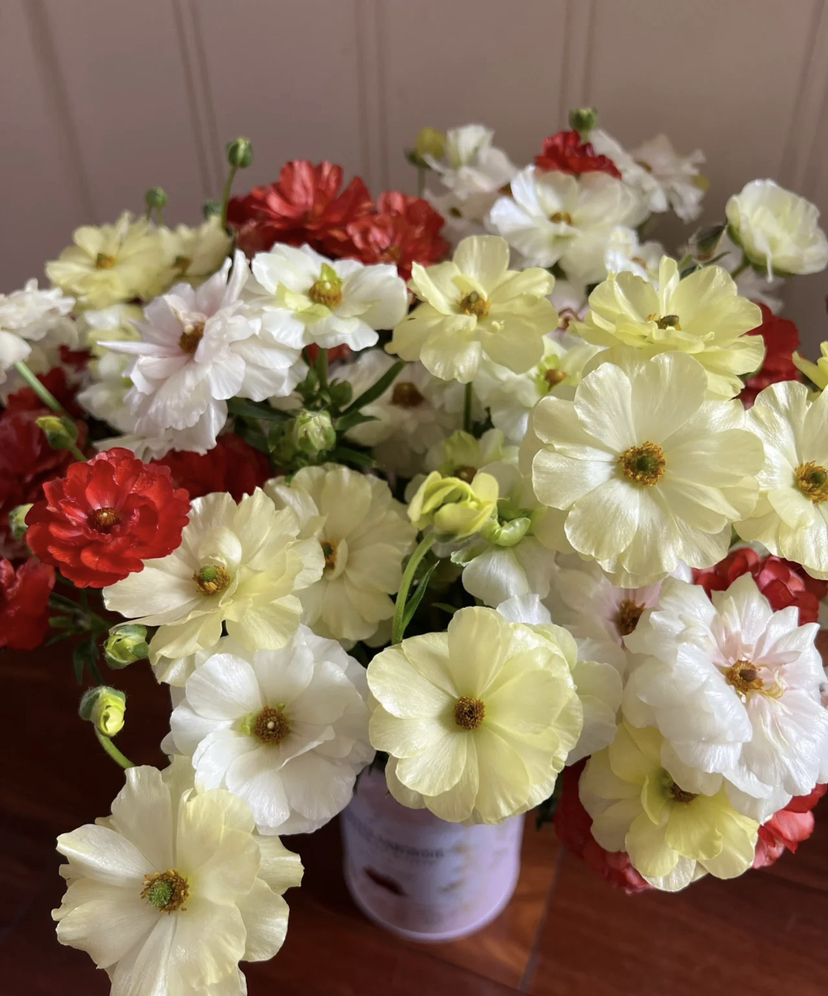 【快乐一生】蝴蝶洋牡丹 多色可选  若干枝/扎