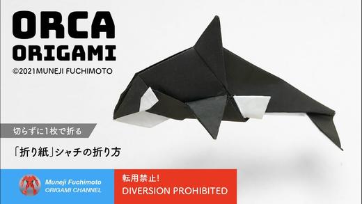 【海洋生物】虎鲸 商品图0