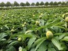 精品芍药花阳光女孩5支 商品缩略图7