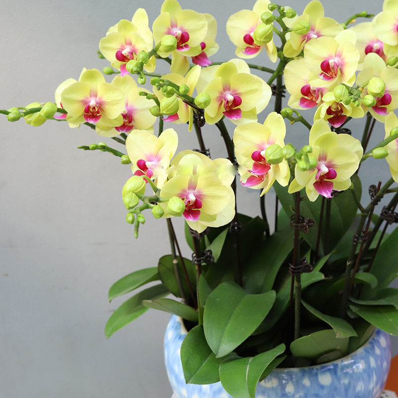 花开富贵10株黄色蝴蝶兰盆栽开业乔迁居家生日商务送礼书房前台办公室