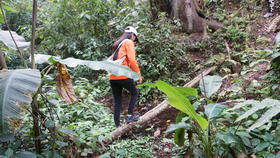  2021年第6季茶山行｜日记4 ：曼松茶树长势喜人，头泡古春惊艳时光！ 