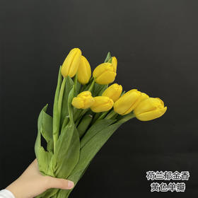 荷兰黄色单瓣郁金香10支