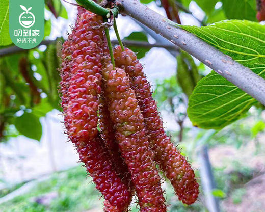 长条紫金桑葚/ 1盒（约200g） 商品图2