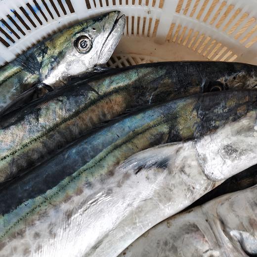象山独有的蓝点马鲛鱼 每年仅1个月的时令海鲜 1条川乌可以做六七道菜 商品图1
