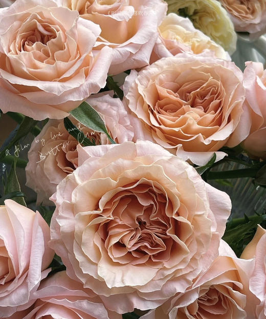 【昆明玫瑰】国产微光，20支/扎 A级 商品图3