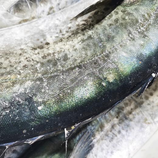 象山独有的蓝点马鲛鱼 每年仅1个月的时令海鲜 1条川乌可以做六七道菜 商品图2