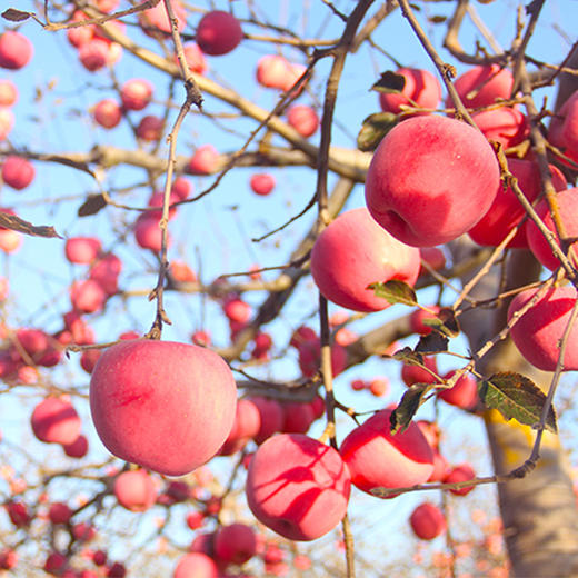 【陕西•洛川苹果】红润饱满 香味浓郁 脆甜多汁产地直发 皮薄粉嫩营养多多 商品图2