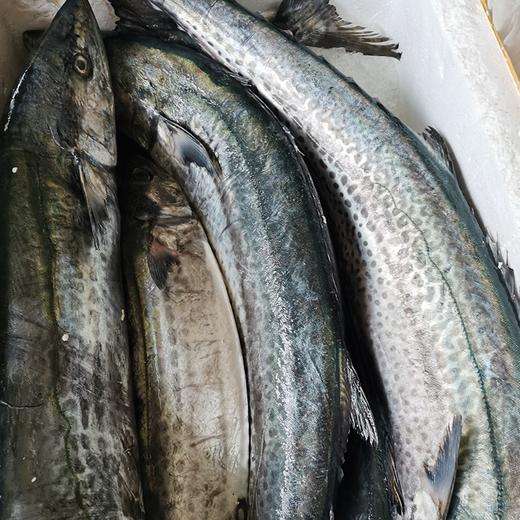 象山独有的蓝点马鲛鱼 每年仅1个月的时令海鲜 1条川乌可以做六七道菜 商品图7