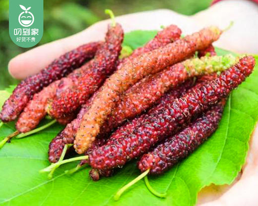 长条紫金桑葚/ 1盒（约200g） 商品图3