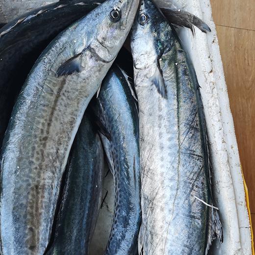 象山独有的蓝点马鲛鱼 每年仅1个月的时令海鲜 1条川乌可以做六七道菜 商品图8