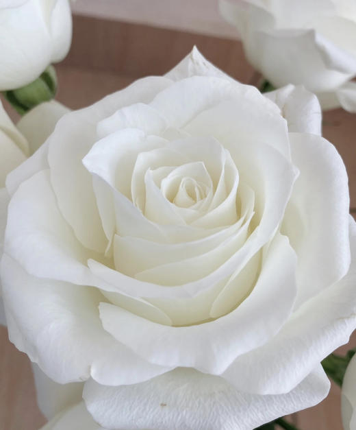 【昆明玫瑰】骄傲  20支/扎  A级 商品图4