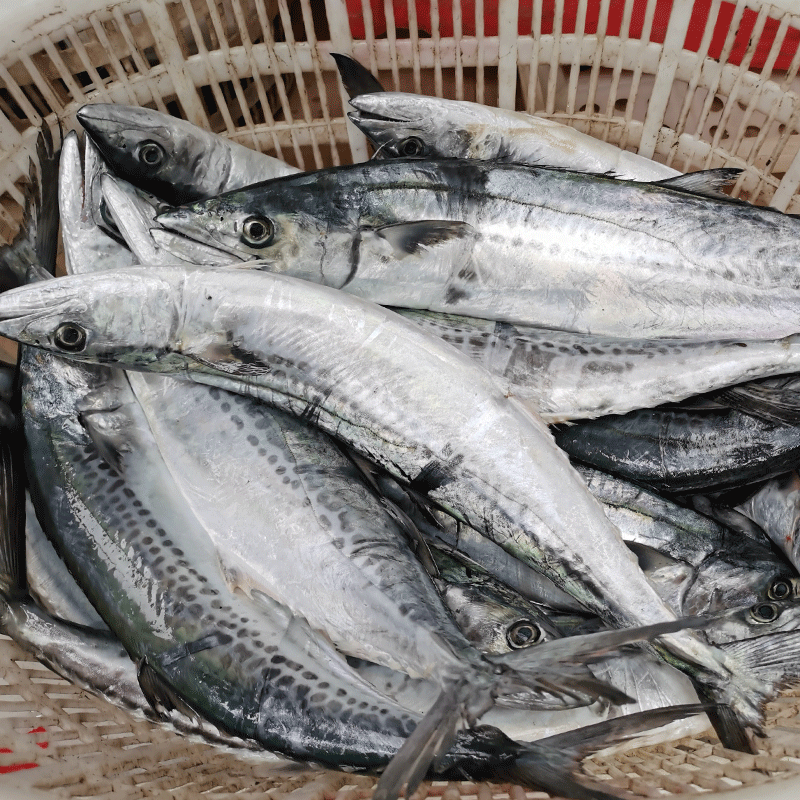 象山独有的蓝点马鲛鱼 每年仅1个月的时令海鲜 1条川乌可以做六七道菜