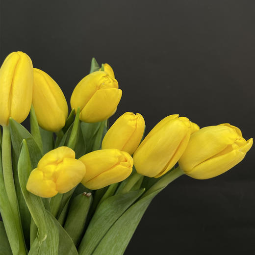 荷兰黄色单瓣郁金香10支 商品图1