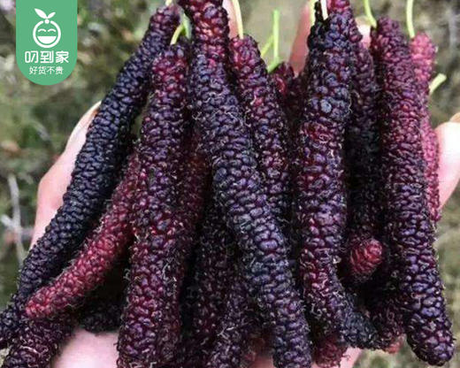 长条紫金桑葚/ 1盒（约200g） 商品图1