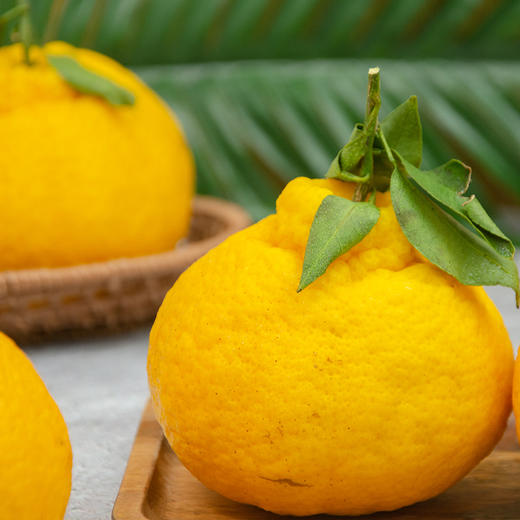 柠檬不知火 亮黄明艳 清香怡人 清脆柔嫩 丑皮易撕 不知火2.0升级版 商品图1