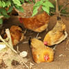 【周三、周六送货 需提前预定】郧阳鲍峡农家散养土母鸡净重2-2.2斤左右 商品缩略图2