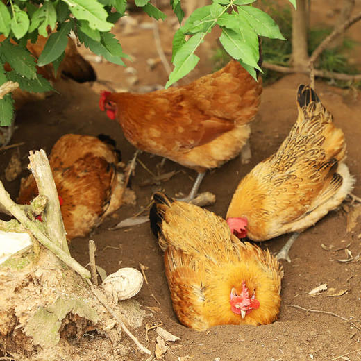 【周三、周六送货 需提前预定】郧阳鲍峡农家散养土母鸡净重2-2.2斤左右 商品图2