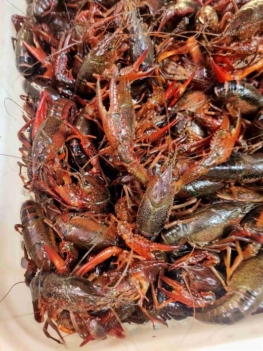 大号小龙虾1斤适合口味虾11一13只左右