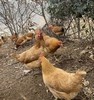 【周三、周六送货 需提前预定】郧阳鲍峡农家散养土母鸡净重2-2.2斤左右 商品缩略图4