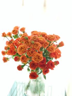 【周四秒杀】橙铃铛多头泡泡玫瑰49.8元
