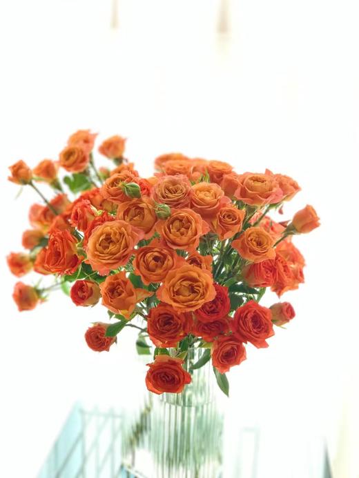 【周四秒杀】橙铃铛多头泡泡玫瑰49.8元 商品图0