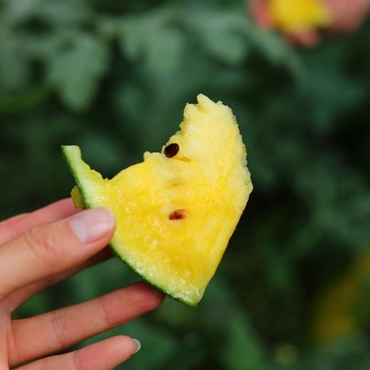 金玉西瓜 商品图1