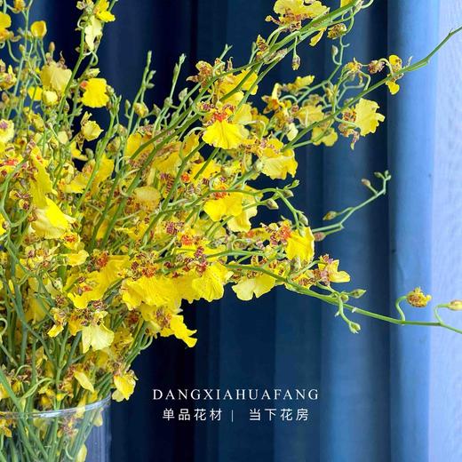 【AB级跳舞兰】10支/份 长约60-70cm 商品图4